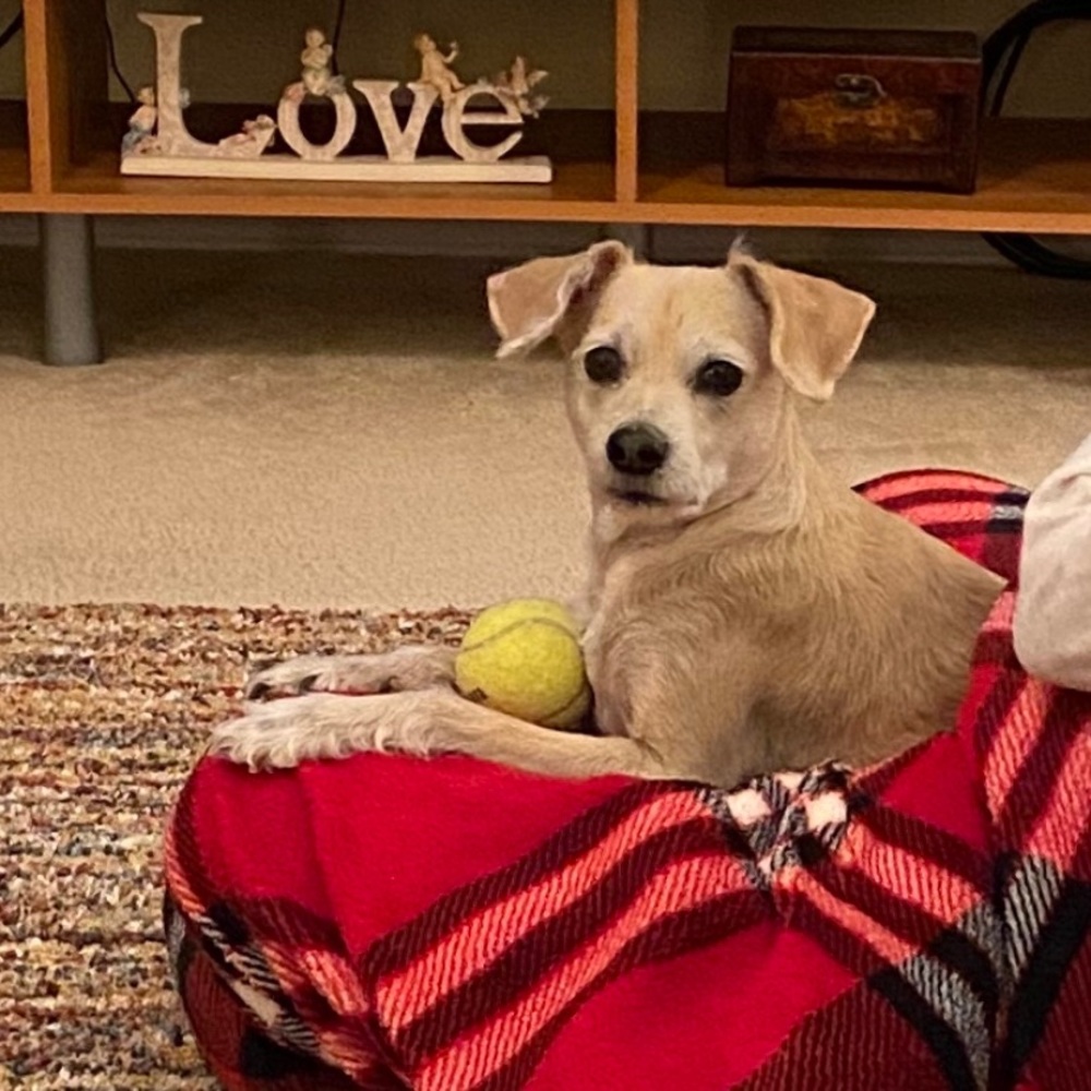 RIP my sweet baby Tanner! 2009-2023 🐾🐾💔🐾🐾 - Picture 2 of 3